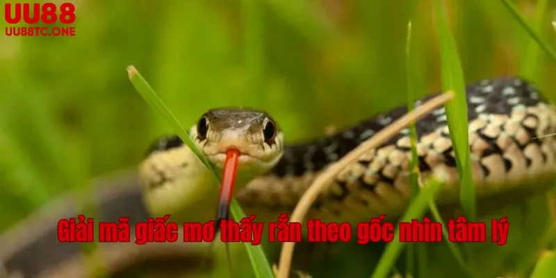 Giải mã giấc mơ thấy rắn theo gốc nhìn tâm lý
