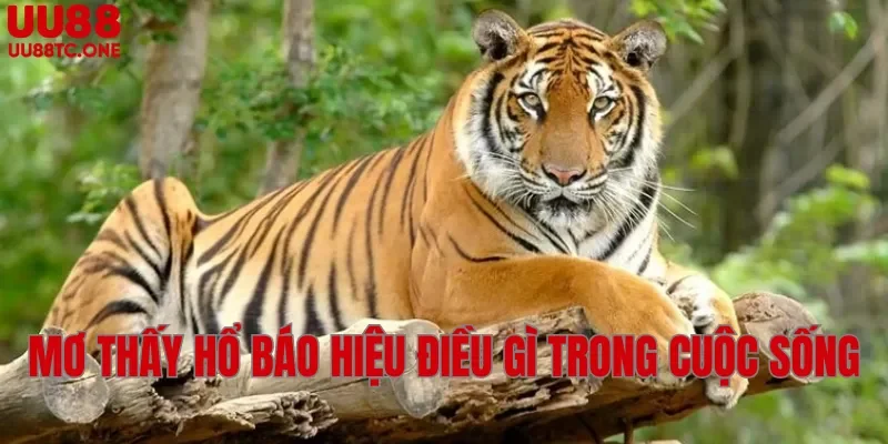 Mơ thấy hổ báo hiệu điều gì trong cuộc sống