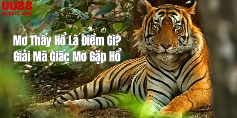 Mơ Thấy Hổ Là Điềm Gì? Giải Mã Giấc Mơ Gặp Hổ