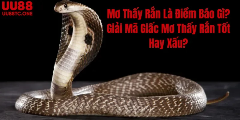 Mơ Thấy Rắn Là Điềm Báo Gì? Giải Mã Giấc Mơ Thấy Rắn Tốt Hay Xấu?