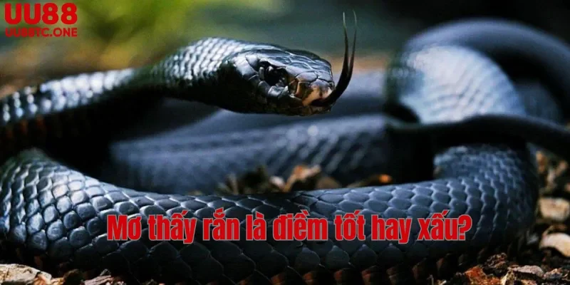 Mơ thấy rắn là điềm tốt hay xấu?