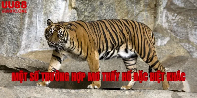 Một số trường hợp mơ thấy hổ đặc biệt khác