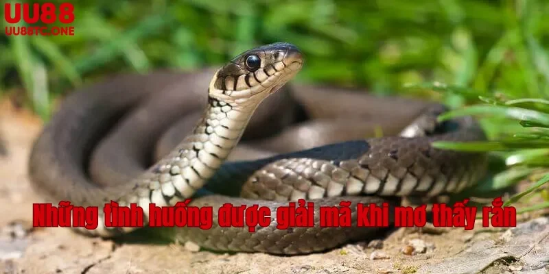 Những tình huống được giải mã khi mơ thấy rắn