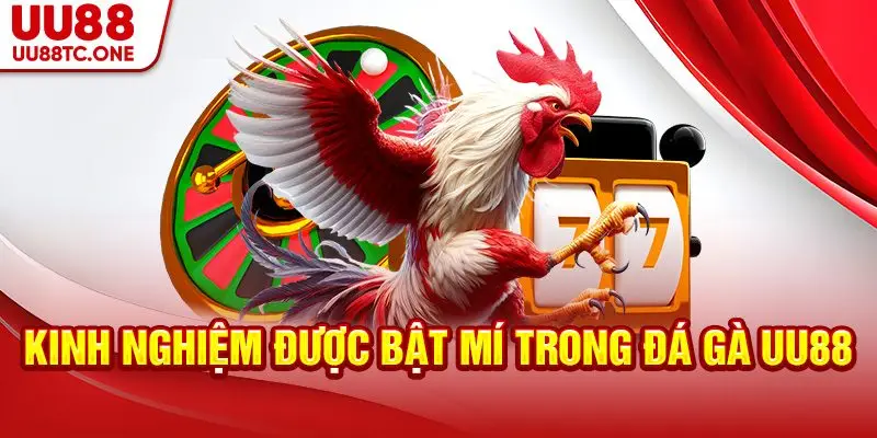 Kinh nghiệm được bật mí trong đá gà UU88