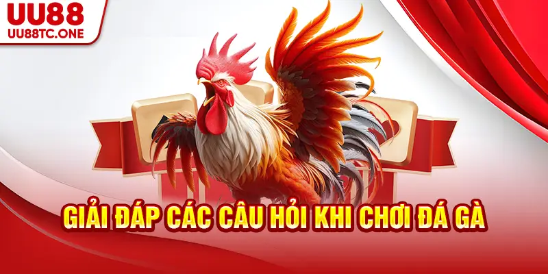 Giải đáp các câu hỏi khi chơi đá gà